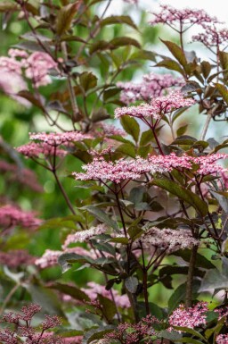 Sureau noir Sambucus nigra 'Black Beauty' arbuste Sambucus nigra 'Black Beauty' arbuste