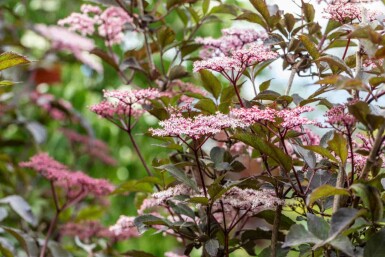 Sureau noir Sambucus nigra 'Black Beauty' arbuste Sambucus nigra 'Black Beauty' arbuste
