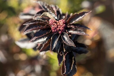 Sureau Sambucus nigra 'Black Tower' arbuste Sambucus nigra 'Black Tower' arbuste