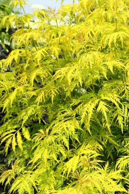 Sureau doré Sambucus racemosa 'Plumosa Aurea' arbuste Sambucus racemosa 'Plumosa Aurea' arbuste