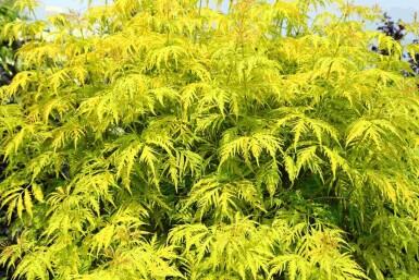 Sureau doré Sambucus racemosa 'Plumosa Aurea' arbuste Sambucus racemosa 'Plumosa Aurea' arbuste