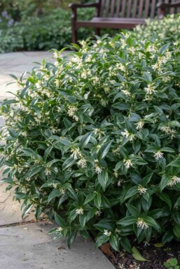 Sarcococca de hooker Sarcococca hookeriana 'Humilis' arbuste Sarcococca hookeriana 'Humilis' arbuste