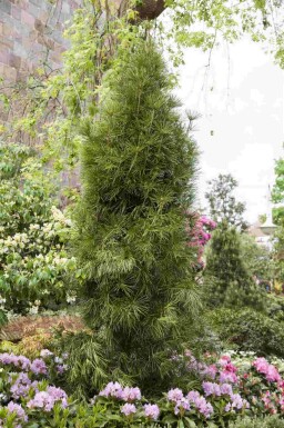 Pin parasol du japon Sciadopitys verticillata arbuste Sciadopitys verticillata arbuste