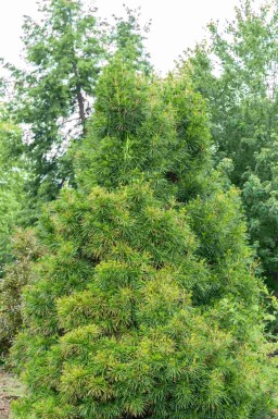 Pin parasol du japon Sciadopitys verticillata arbuste Sciadopitys verticillata arbuste