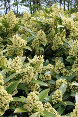 Skimmia Skimmia confusa 'Kew Green' arbuste Skimmia confusa 'Kew Green' arbuste