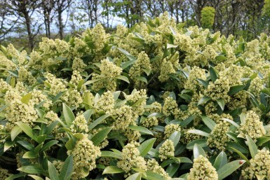 Skimmia Skimmia confusa 'Kew Green' arbuste Skimmia confusa 'Kew Green' arbuste
