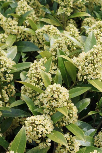 Skimmia Skimmia japonica 'Finchy' arbuste Skimmia japonica 'Finchy' arbuste