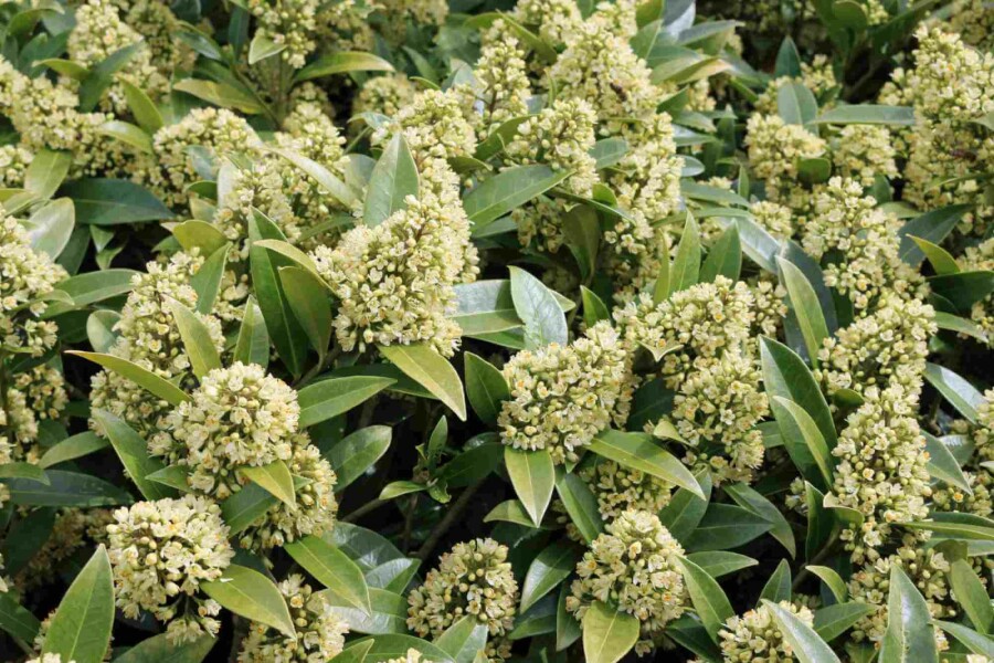 Skimmia Skimmia japonica 'Finchy' arbuste Skimmia japonica 'Finchy' arbuste