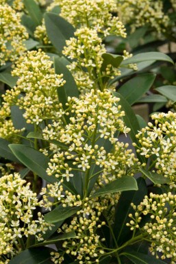 Skimmia du japon Skimmia japonica 'Marlot' arbuste Skimmia japonica 'Marlot' arbuste