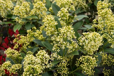 Skimmia du japon Skimmia japonica 'Marlot' arbuste Skimmia japonica 'Marlot' arbuste