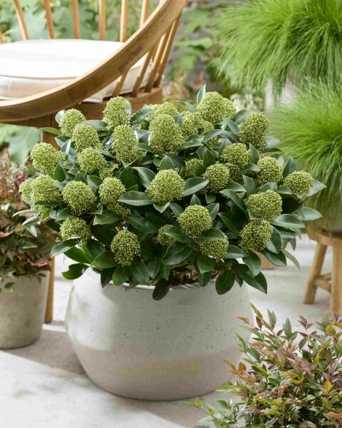 Skimmia du japon Skimmia japonica 'White Globe' arbuste Skimmia japonica 'White Globe' arbuste