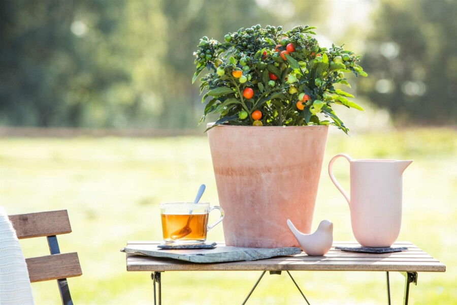 Cerise de jérusalem Solanum pseudocapsicum arbuste Solanum pseudocapsicum arbuste