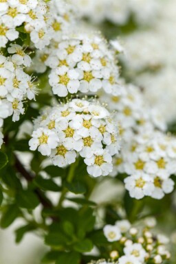 Spirée blanche Spiraea arguta arbuste Spiraea arguta arbuste