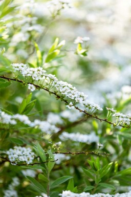 Spirée blanche Spiraea arguta arbuste Spiraea arguta arbuste