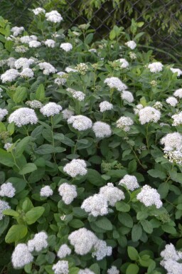 Spirée blanche Spiraea betulifolia 'Tor' arbuste Spiraea betulifolia 'Tor' arbuste