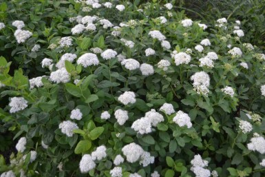 Spirée blanche Spiraea betulifolia 'Tor' arbuste Spiraea betulifolia 'Tor' arbuste