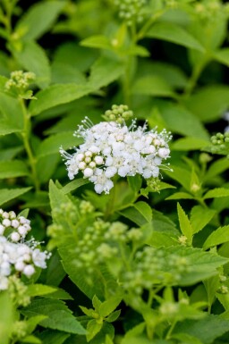 Spirée blanche Spiraea japonica 'Albiflora' arbuste Spiraea japonica 'Albiflora'