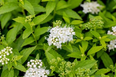 Spirée blanche Spiraea japonica 'Albiflora' arbuste Spiraea japonica 'Albiflora'