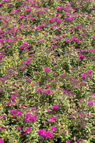 Spirée japonaise Spiraea japonica 'Anthony Waterer' arbuste 25-30 C3 Spiraea japonica 'Anthony Waterer' arbuste 25-30 cm