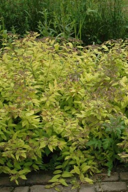 Spirée du japon Spiraea japonica 'Golden Princess' arbuste Spiraea japonica 'Golden Princess' arbuste