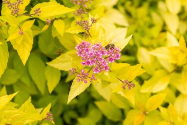 Spirée du japon Spiraea japonica 'Golden Princess' arbuste Spiraea japonica 'Golden Princess' arbuste