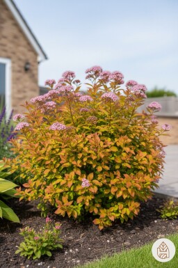 Spiraea japonica 'Goldflame' arbuste