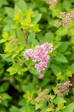 Spirée du japon Spiraea japonica 'Little Princess' arbuste Spiraea japonica 'Little Princess' arbuste