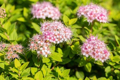 Spirée du japon Spiraea japonica 'Little Princess' arbuste Spiraea japonica 'Little Princess' arbuste