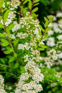 Spirée des neiges Spiraea nipponica 'Snowmound' arbuste Spiraea nipponica 'Snowmound' arbuste