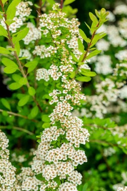 Spirée des neiges Spiraea nipponica 'Snowmound' arbuste Spiraea nipponica 'Snowmound' arbuste