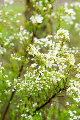Spirée de thunberg Spiraea thunbergii arbuste Spiraea thunbergii arbuste