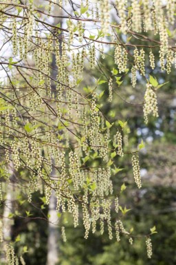 Arbre à chapelets Stachyurus praecox arbuste Stachyurus praecox arbuste