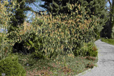 Arbre à chapelets Stachyurus praecox arbuste Stachyurus praecox arbuste