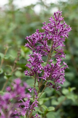 Lilas Syringa 'Bloomerang Dark Purple' arbuste Syringa 'Bloomerang Dark Purple' arbuste