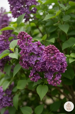 Syringa 'Bloomerang Dark Purple' arbuste