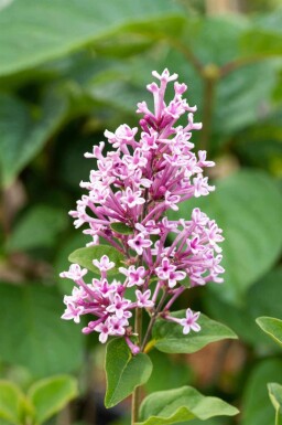 Lilas Syringa 'Josée' arbuste Syringa 'Josée' arbuste