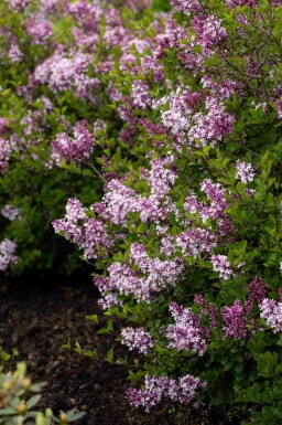 Lilas de meyer Syringa meyeri 'Palibin' arbuste Syringa meyeri 'Palibin' arbuste