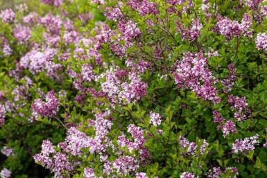 Lilas de meyer Syringa meyeri 'Palibin' arbuste Syringa meyeri 'Palibin' arbuste