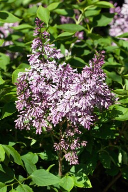 Lilas nain Syringa patula 'Miss Kim' arbuste Syringa patula 'Miss Kim' arbuste