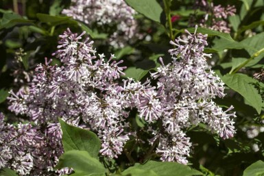 Lilas nain Syringa patula 'Miss Kim' arbuste Syringa patula 'Miss Kim' arbuste
