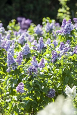 Lilas Syringa vulgaris arbuste Syringa vulgaris arbuste