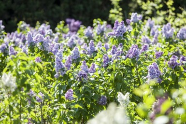 Lilas Syringa vulgaris arbuste Syringa vulgaris arbuste