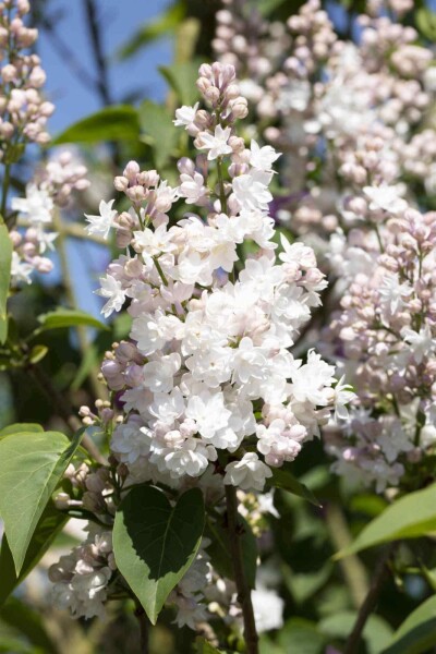 Syringa vulgaris 'Beauty of Moscow' arbuste 125-150 cm