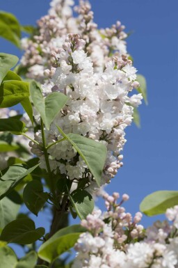 Syringa vulgaris 'Beauty of Moscow' arbuste 125-150 cm