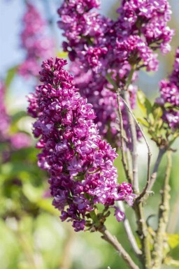 Syringa vulgaris 'Charles Joly' arbuste 40-50 cm