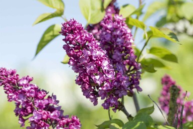 Syringa vulgaris 'Charles Joly' arbuste 40-50 cm