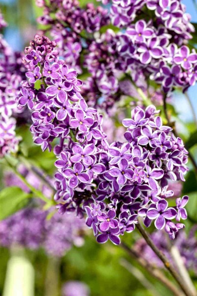 Syringa vulgaris 'Sensation' arbuste 100-125 cm