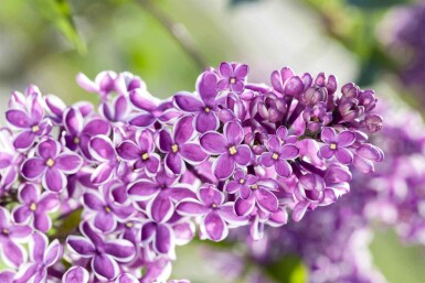 Lilas Syringa vulgaris 'Sensation' arbuste Syringa vulgaris 'Sensation' arbuste