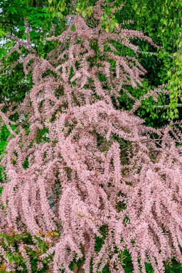 Tamaris Tamarisk tetrandra arbuste Tamarisk tetrandra
