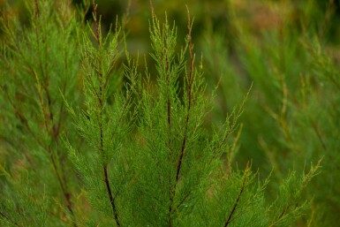 Tamaris Tamarisk tetrandra arbuste Tamarisk tetrandra